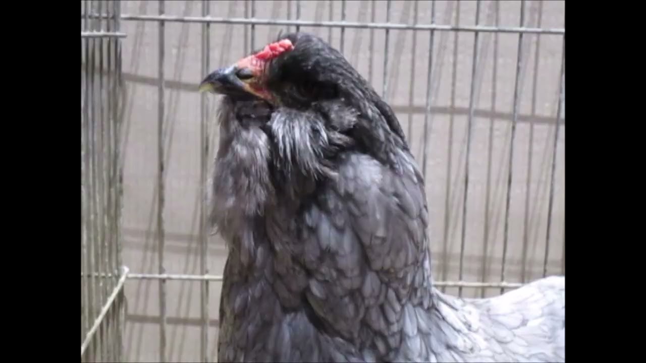 Araucanas blau (lange Version), Landesgeflügelschau Baden-Württemberg 2026