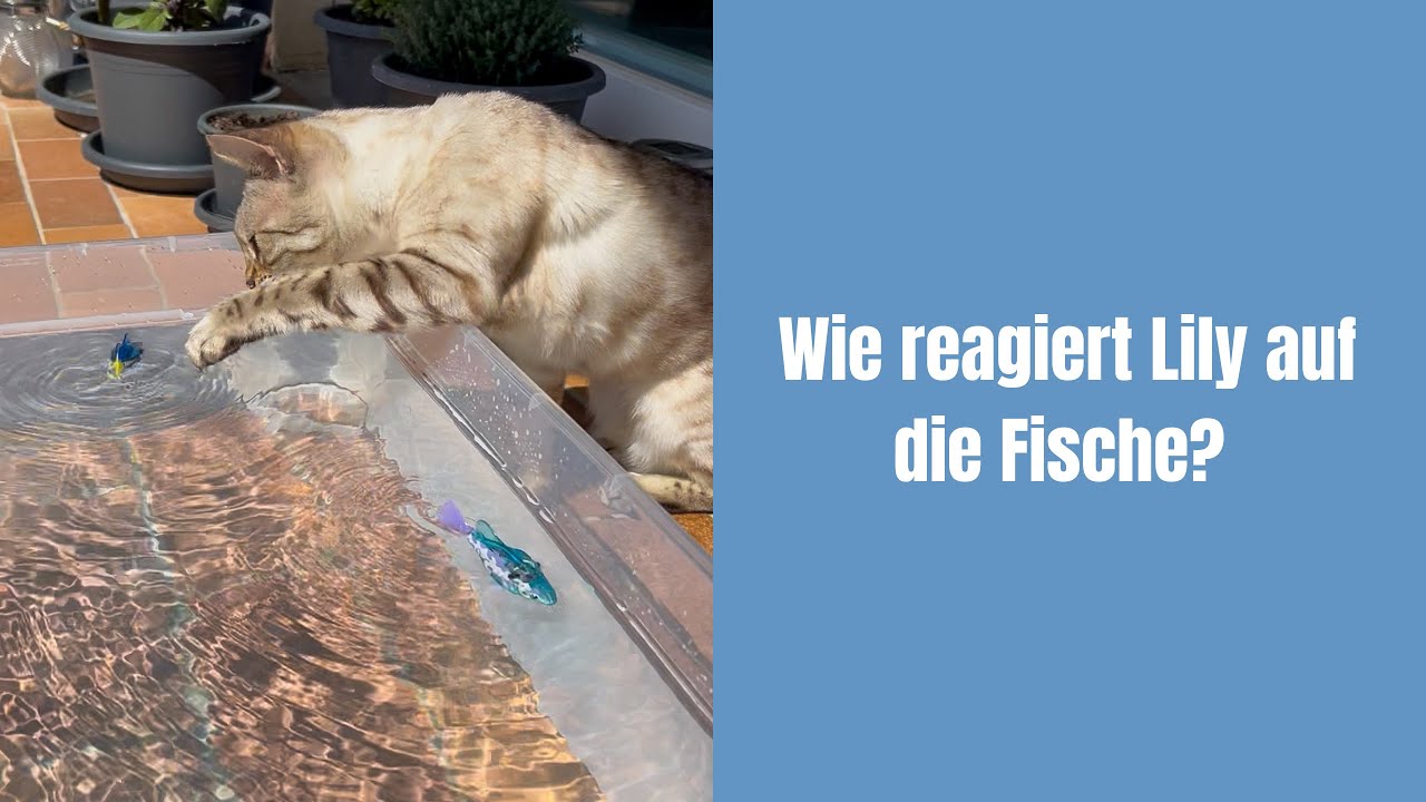 Wie reagiert Lily auf die Fische? #katzenvideos #katze #katzenaufyoutube #bengalkatze #miau #katzen 
