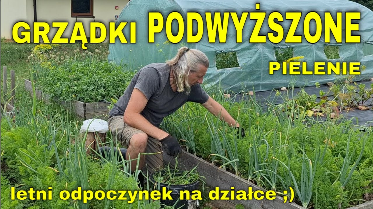 Grządki, zagony podwyższone- letnie pielenie chwast&oacute;w. Warzywa w ogr&oacute;dku, pomidory w tunelu foliowym