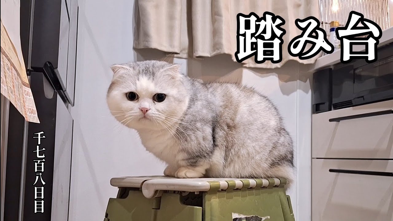 踏み台　こねこ成長日記　千七百八日目