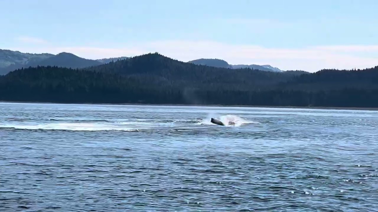 Mama humpback and breaching calf 