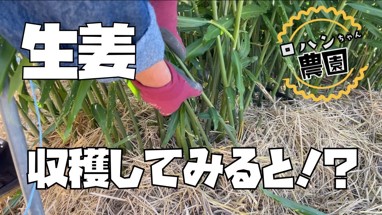 【生姜収穫】まだまだ大きくなる収穫のタイミング！！大きく育てるポイント！【有機】