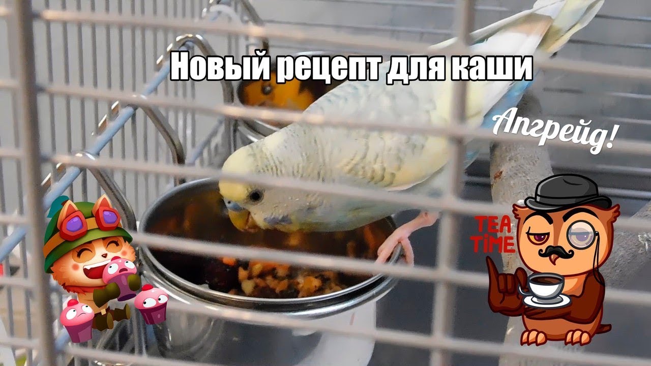 АПГРЕЙД КАШИ | НОВЫЙ РЕЦЕПТ ДЛЯ КАШИ | ЗАПАРЕНКА ДЛЯ ВОЛНИСТИКОВ