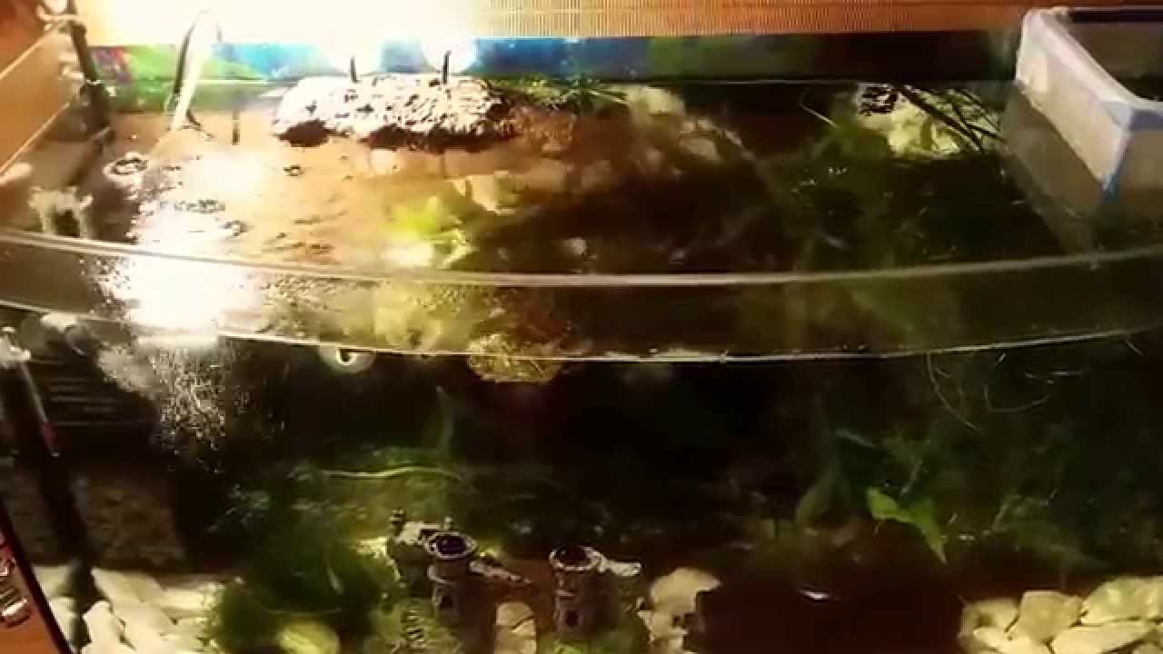 żółw wodno-lądowy w akwarium 120L + gupiki + danio + kirysy +glonojady + krewetki