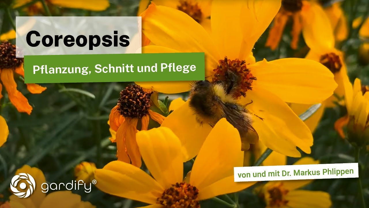 Coreopsis (Mädchenauge): Die perfekte Sommerstaude. Alles Herkunft, Standort und Blütezeit