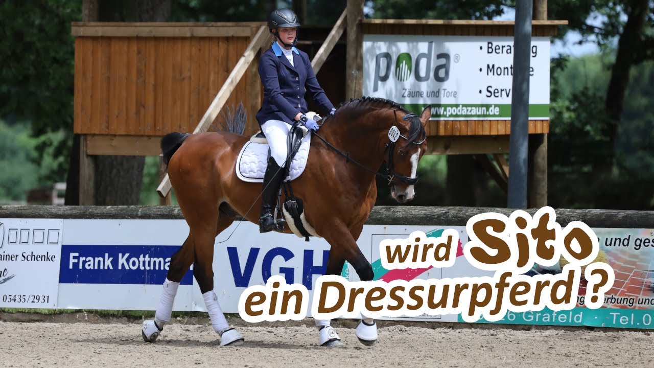 Wird Sito ein Dressurpferd? Spontan ins Viereck auf dem Turnier des RuF Berge e.V. 2022