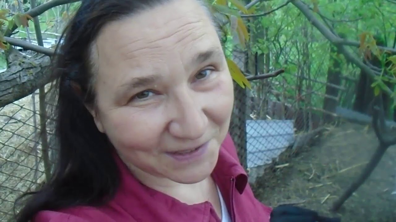 Мускусные утки:   некоторые тонкости разведения. How to breed musk ducks