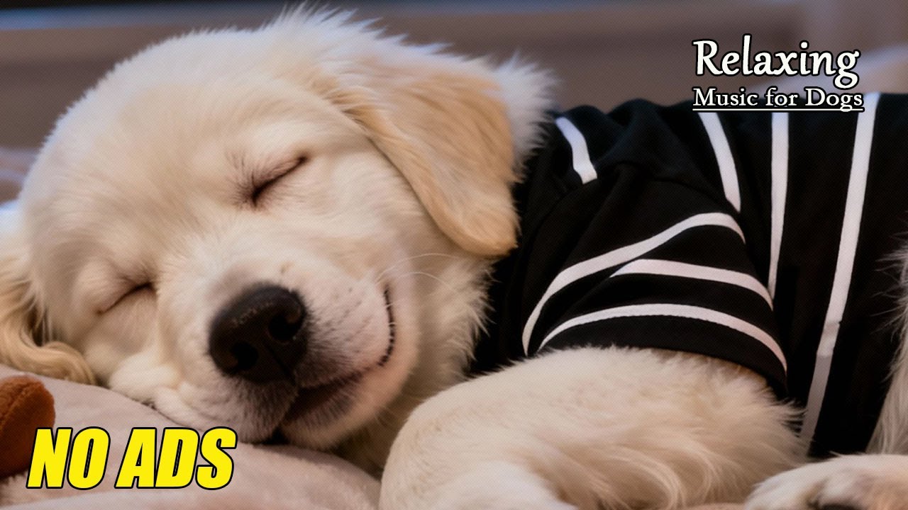 Relaxing Piano Music for Dogs 🐶 Stress Relief & Deep Calm for Anxious Pets