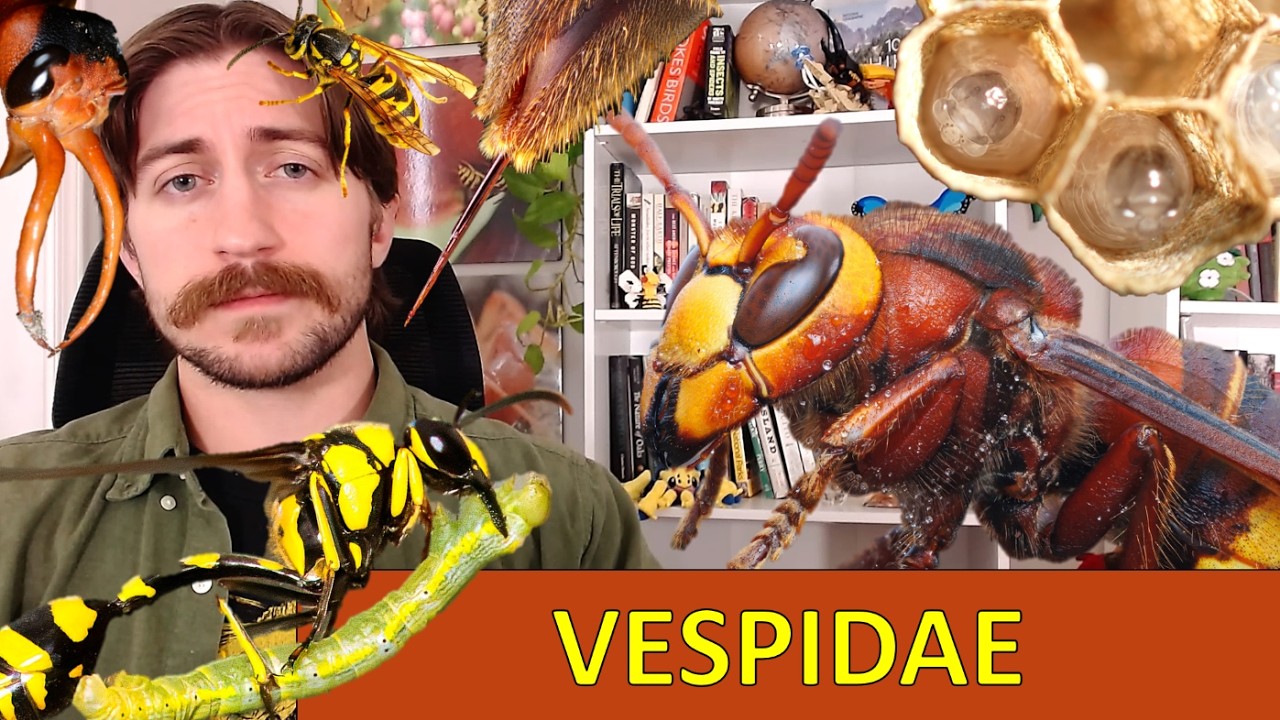Vespidae: Шершни и их родственники &mdash; Обзор семейства