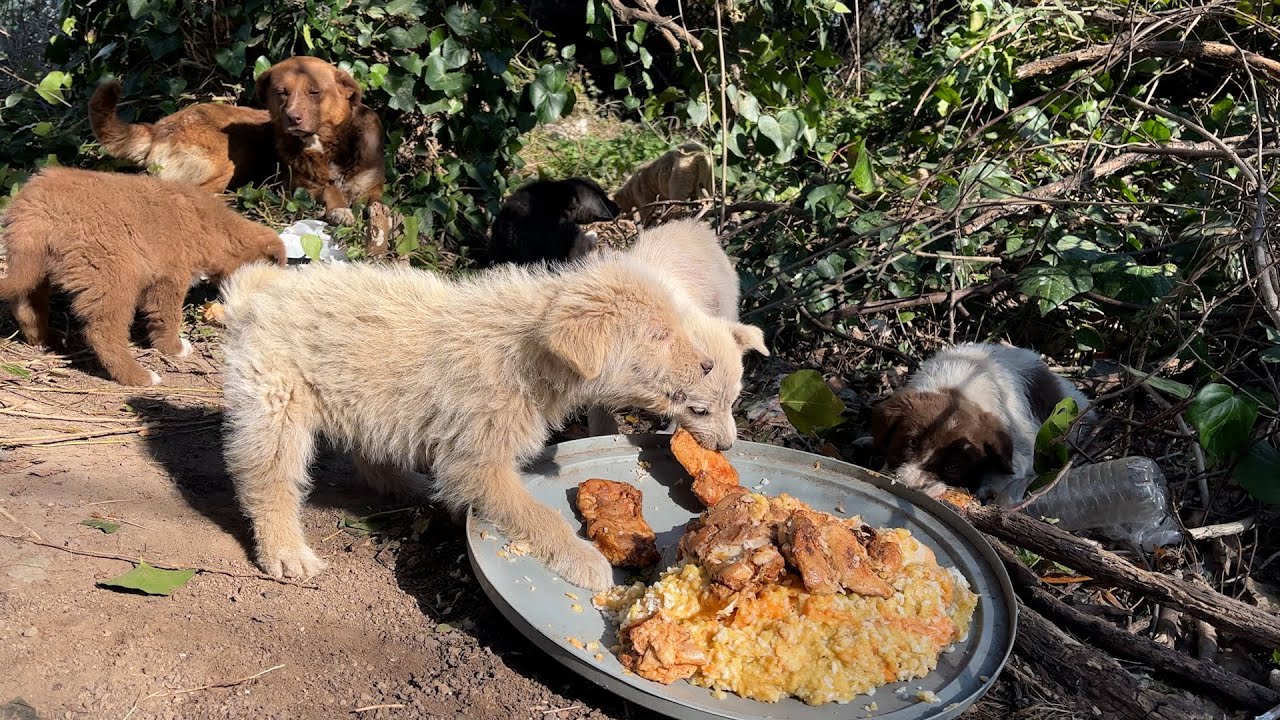 Sevimli Yavru Köpek Yemeğini Paylaşmak İstemediği İçin Sinirleniyor