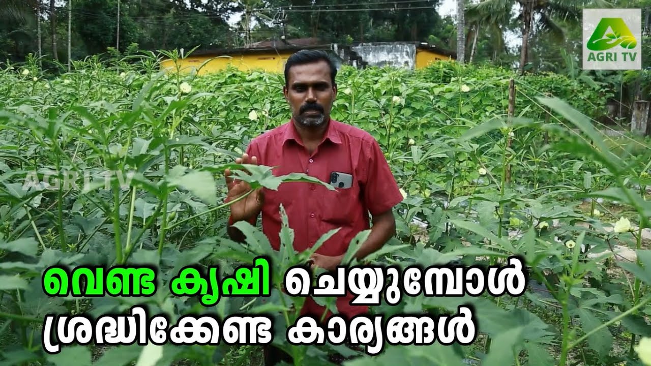 വെണ്ട കൃഷി ചെയ്യുമ്പോൾ ശ്രദ്ധിക്കേണ്ട കാര്യങ്ങൾ  | Ladies Finger Cultivation Malayalam |Venda Krishi