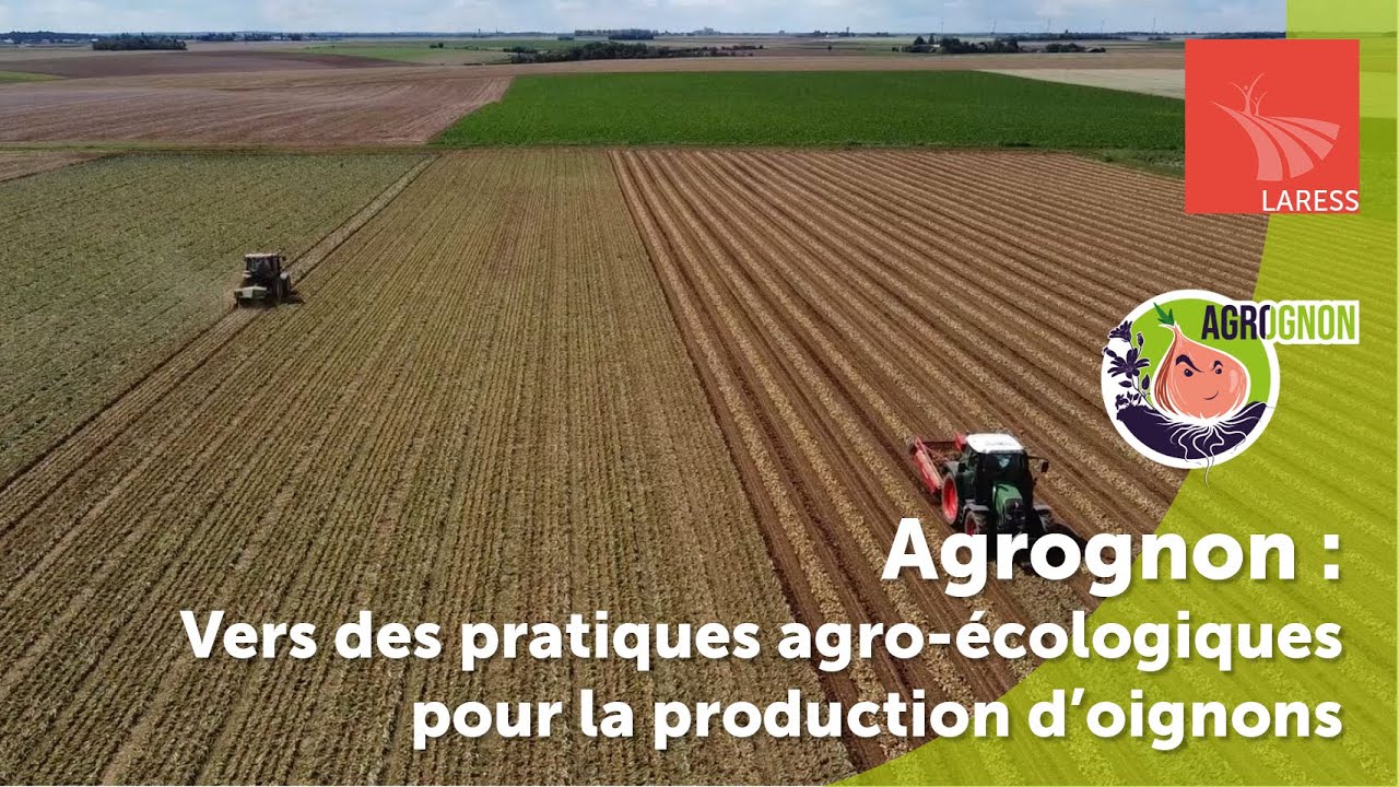Agrognon : vers des pratiques agroécologiques pour la production d'oignons | ESA