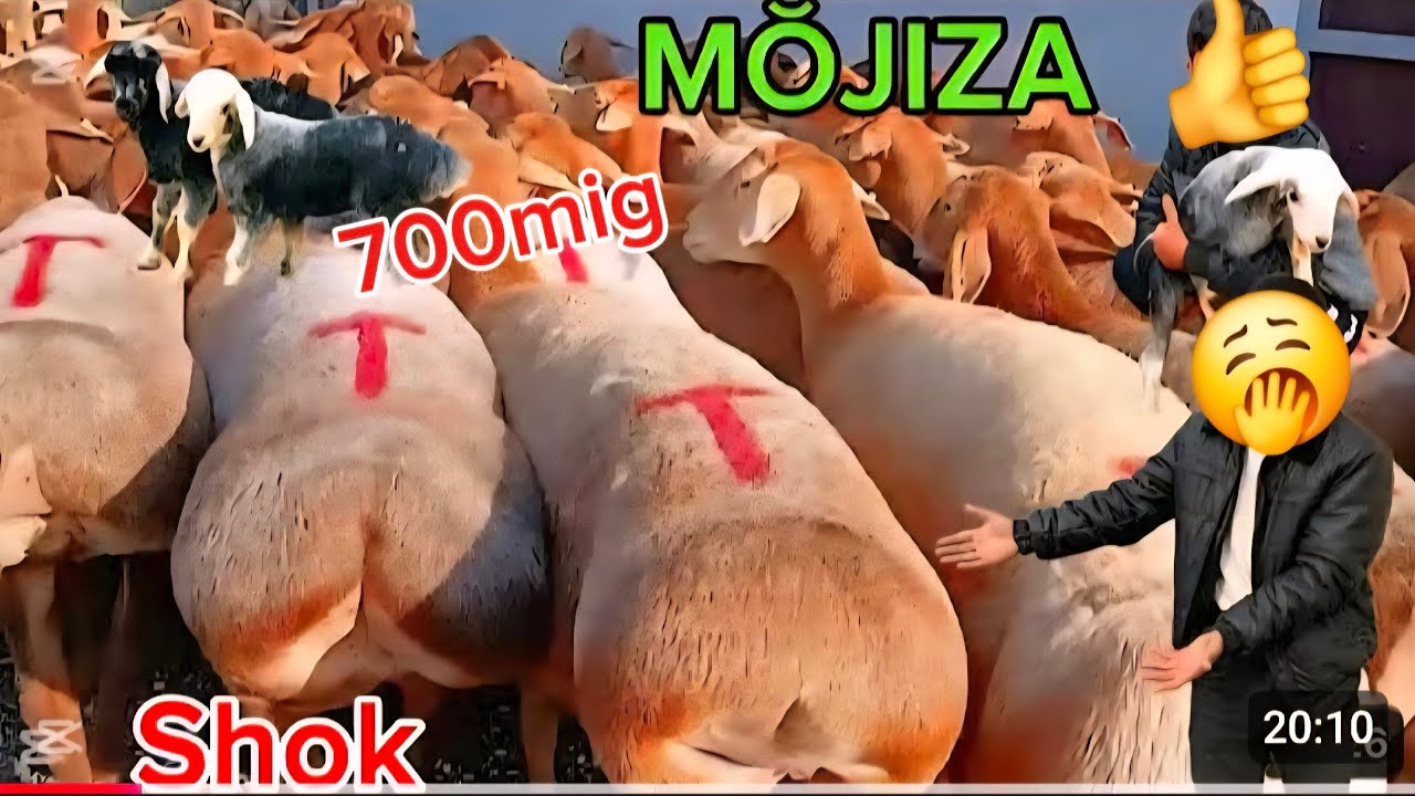 700mig qŏz NAQ 2 3 KUDA TUĞADIGAN GEGAT SOVLIQ ZŎRI KELDI EKAZAKCHI ONA BOL ZŎRLAR SHoShilig
