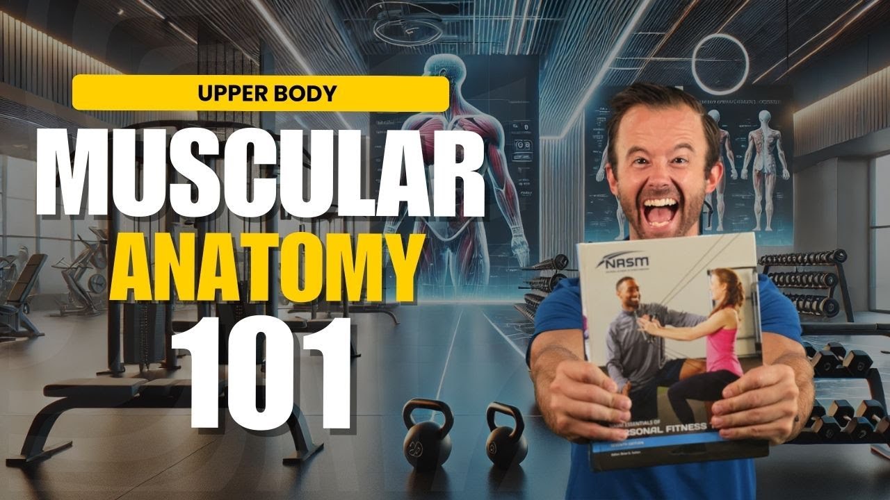 Upper Body Muscular Anatomy for NASM Trainers || NASM-CPT 7th Edition