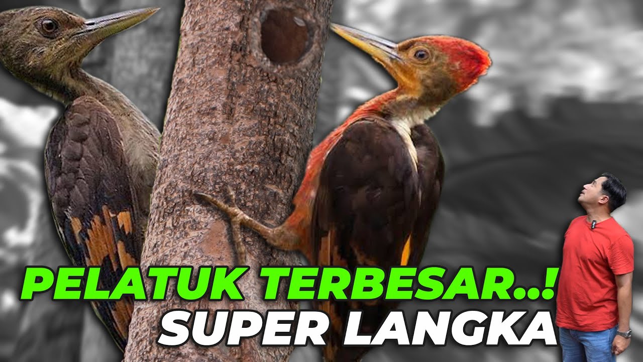 BURUNG PELATUK TERBESAR KE-3 DI DUNIA MASUK KE AVIARY DEHAKIMS 🙀