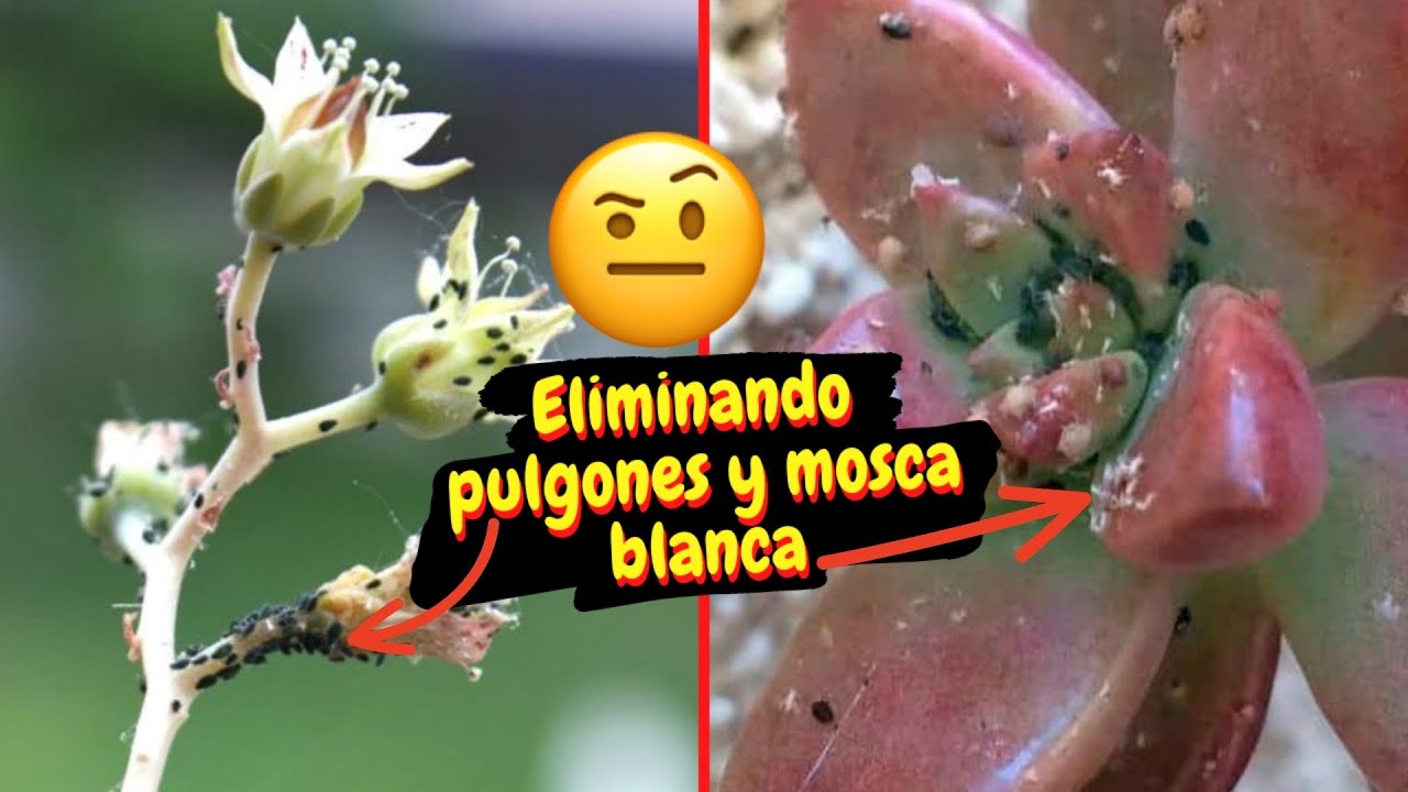 Paso a paso de cómo ELIMINAR pulgones y mosca blanca en las SUCULENTAS