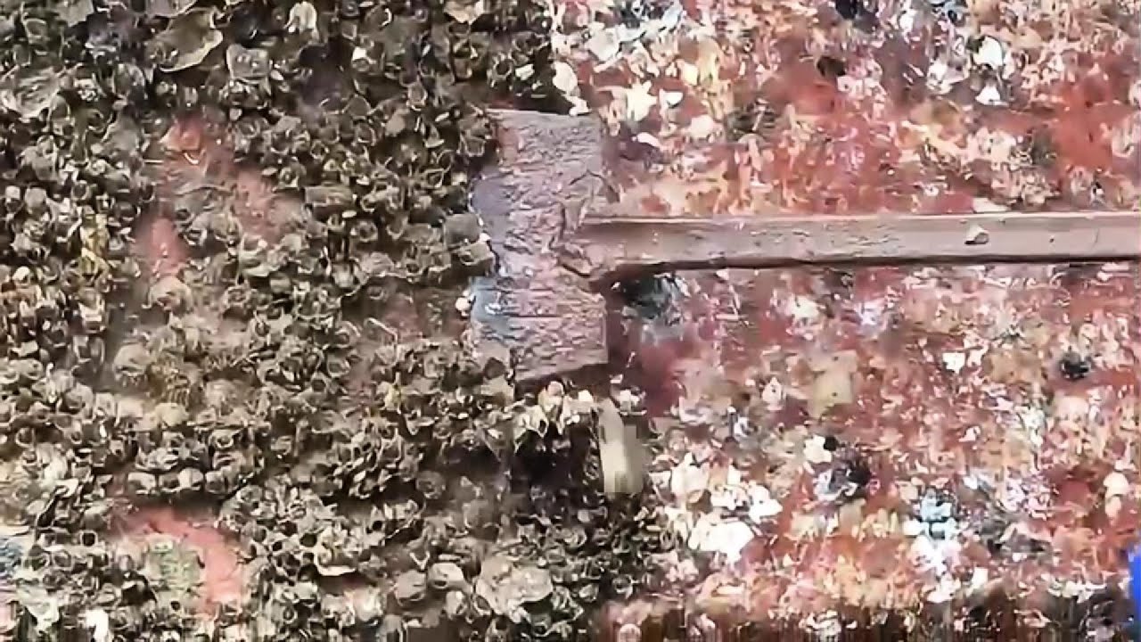 Scraping barnacles off the hull *BIG KEEPING SECRET REVEALED*