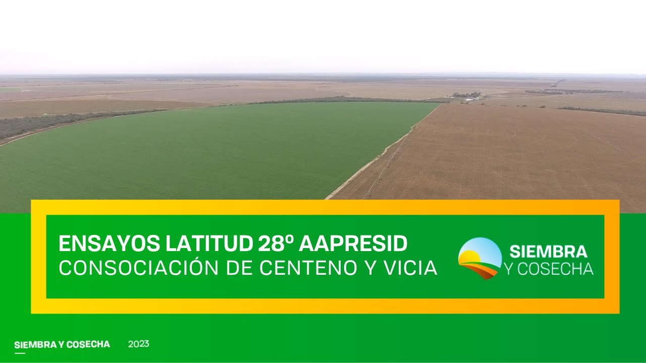 SIEMBRA Y COSECHA TV: Ensayos de consociación de centeno y vicia - Latitud 28º AAPRESID
