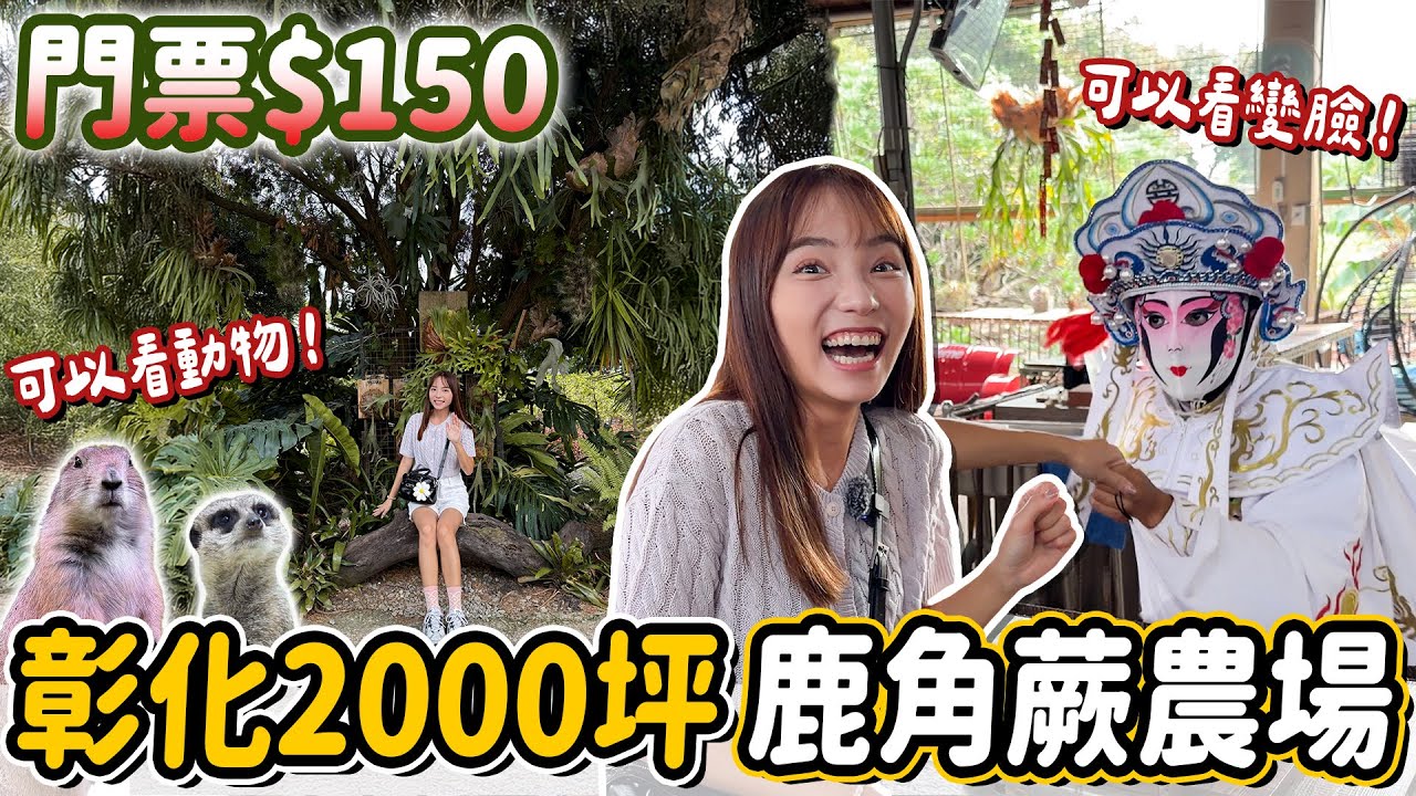 彰化縣埤頭鄉神秘景點！佔地千坪豬舍改建的鹿角蕨農場，還有可愛小動物，與你蕨緣複合式親子園區開箱～｜Haven在彰化
