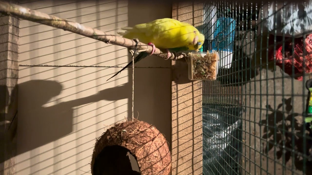 How Budgies Eat Their Famous Salad 🥗🐦