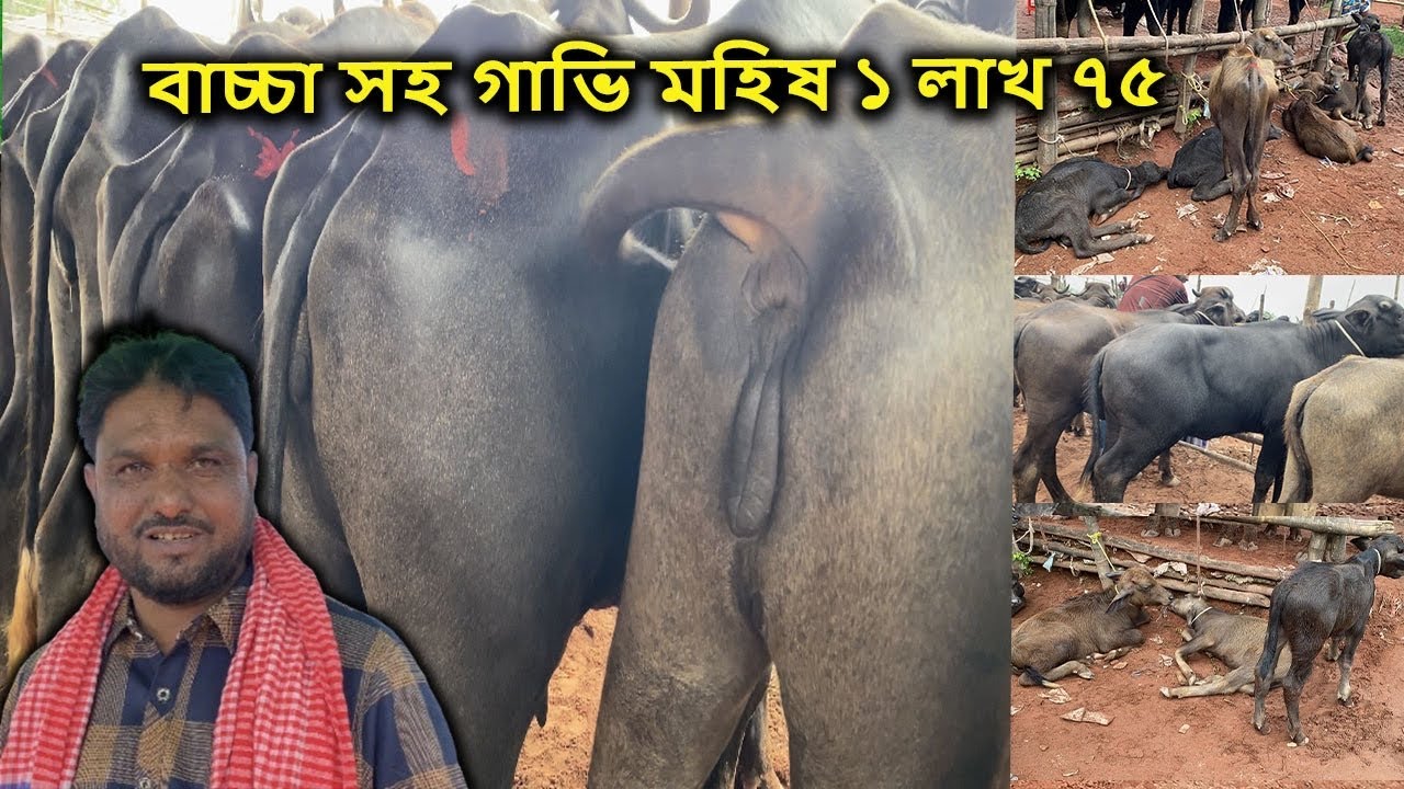 বাচ্চা সহ গাভি মহিষ ১ লাখ ৭৫ হাজার | ২০/০৬/২৫