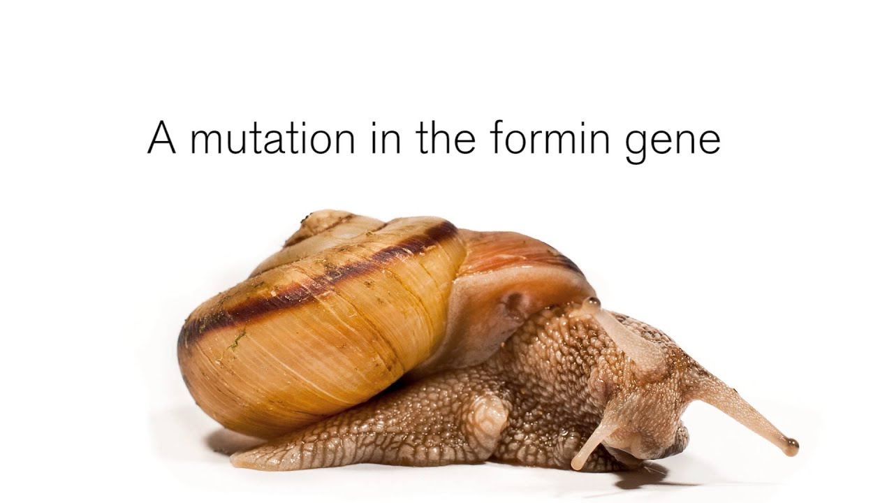 Snail shells offer clue in unravelling origins of body asymmetry