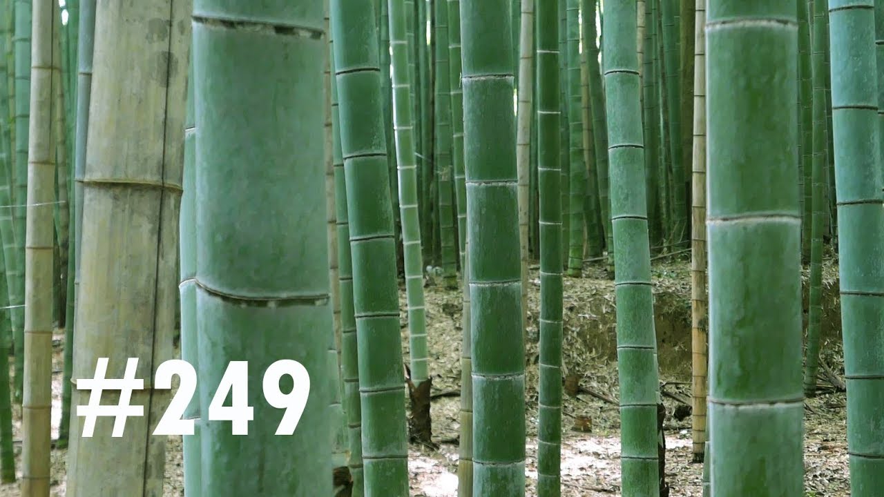 VLOG #249 LA MAGIE DES TEMPLES &Agrave; KYOTO (ARASHIYAMA,GINKAKU-JI,TENRYU-JI,RYOAN-JI)