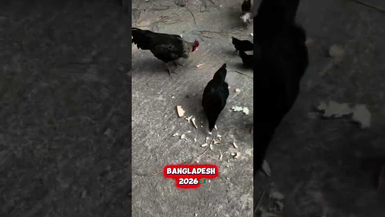 Daily Life in Bangladesh 🇧🇩 #bd #bangladesh #lifestyle #bdo #food 
