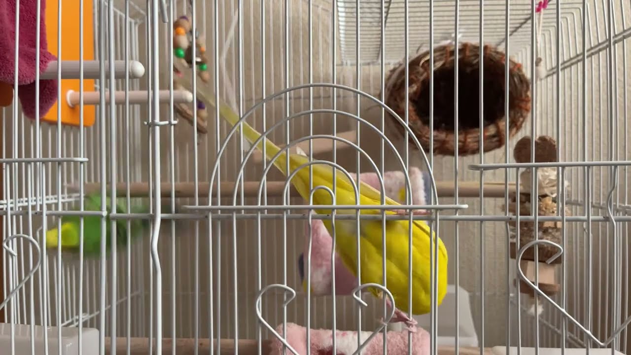 ＃セキセイインコ＃セキセイインコの雛＃セキセイインコお迎え……