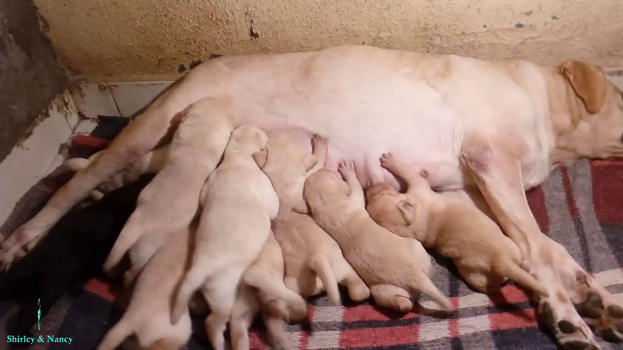 Labrador puppies Day 12