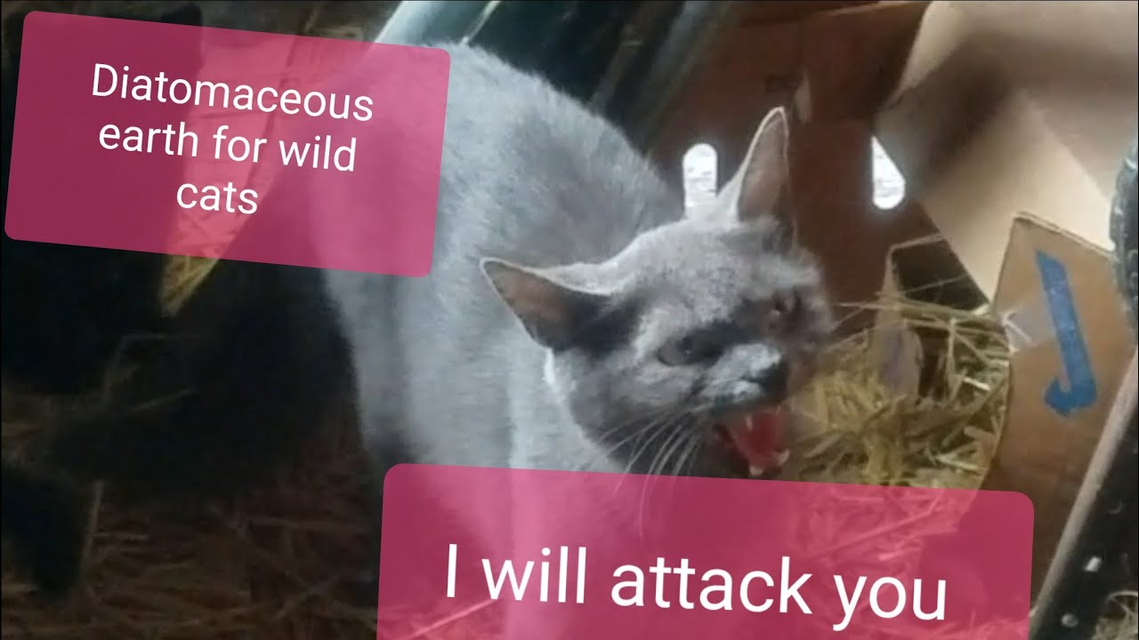 Treating wild cats for fleas and keeping flies away ! 
