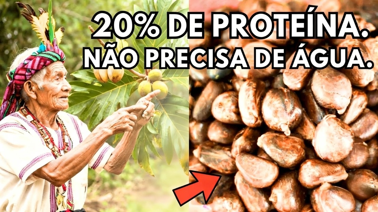 A Árvore Que Alimenta por 9 Meses no Ano - Nós Quase a Exterminamos|Produzia Mais Alimento Que Milho