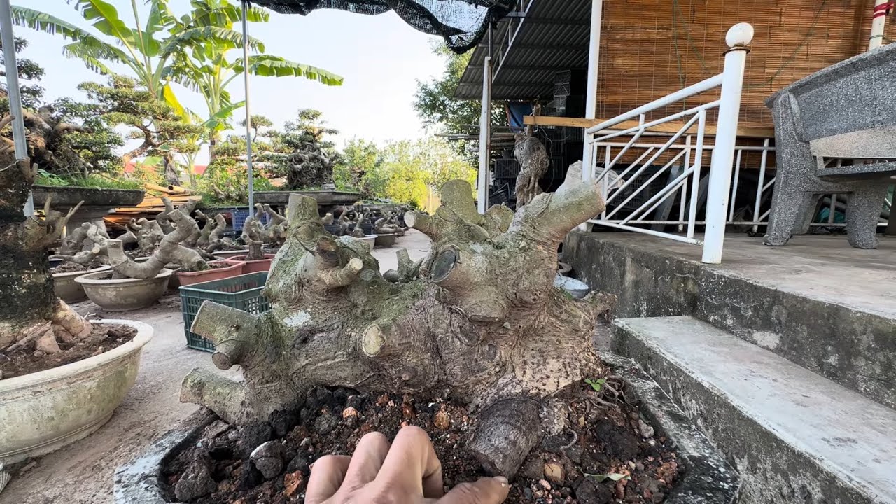 Ki  già , sanh văn nhân, lộc vừng đt 0337496058 ngày 9/1