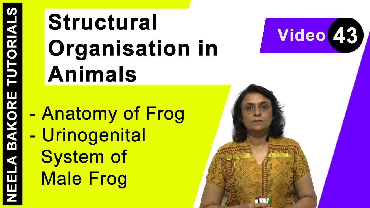 Structural Organisation in Animals | NEET | Anatomy of Frog - Urinogenital System of Male Frog