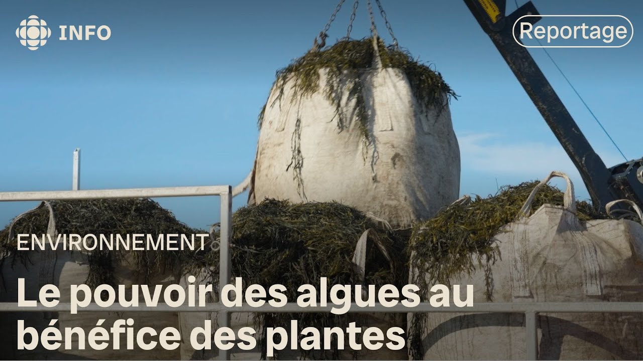 Le pouvoir des algues au bénéfice des plantes | La semaine verte