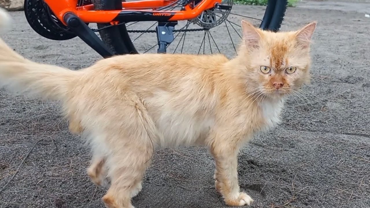 Siapa bilang kucing nggak suka pantai? 😼🌊