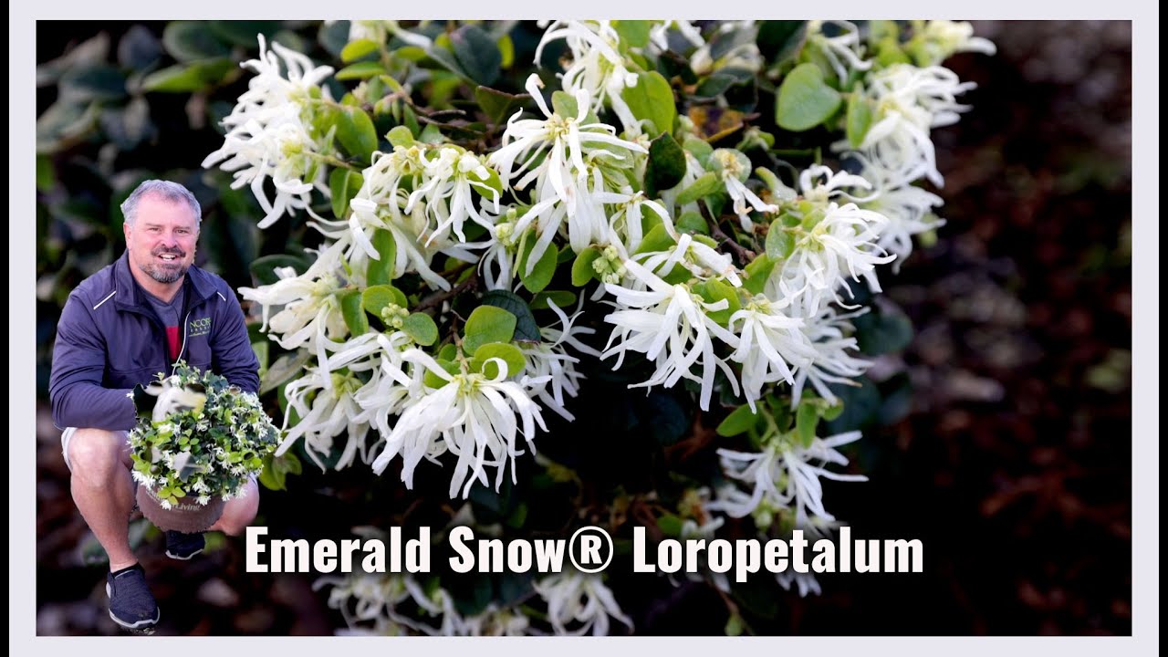 Emerald Snow® Semi-dwarf Loropetalum - Great Four Season Plant