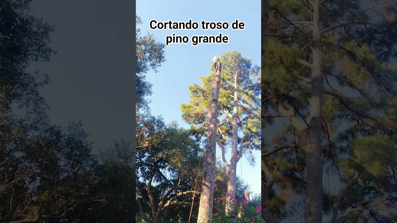 cortando troso de pino grande.