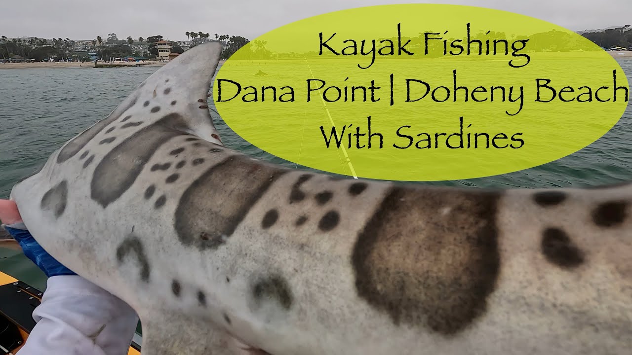 Kayak Fishing Dana Point | Doheny Beach With Sardines #danapoint