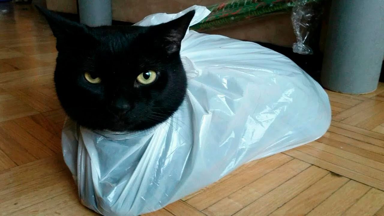 Cats vs Bags(Plastic bags, Paper bags) - Funny Cats Scared of Bags