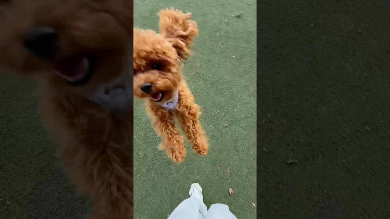 День Финика 🐶✨