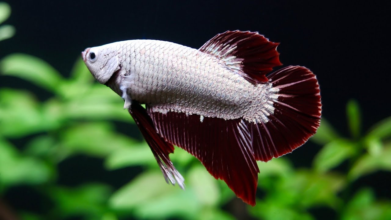 Getting my new Betta Fish | Red Dragon Halfmoon Plakat Full Mask