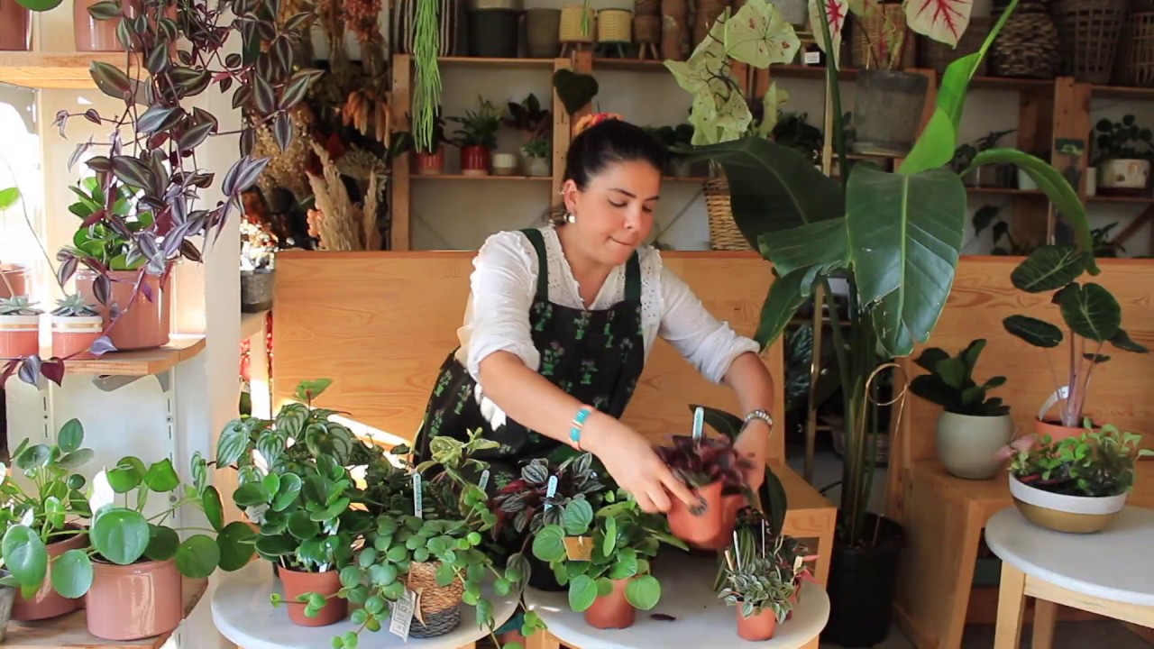 Peperomia Bakımı