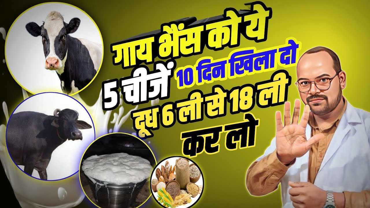 गाय भैंस को ये पांच चीजें 10 दिन खिला दो दूध 6 से 18 लीटर कर लो । Milk increase formula 