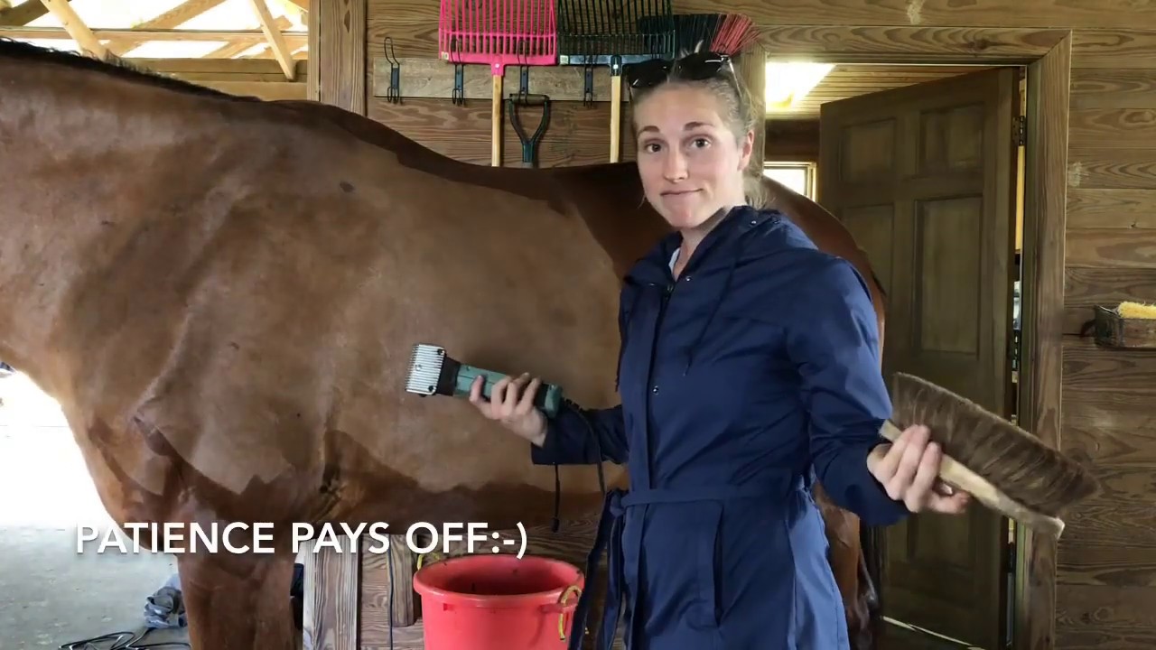 Intro to Horse Body Clipping