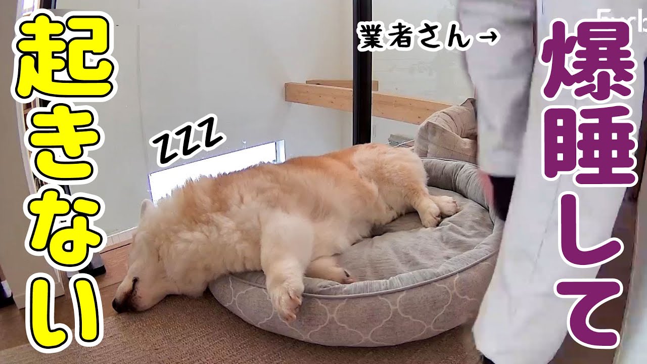 業者さんが来ても全く起きないシニアコーギー