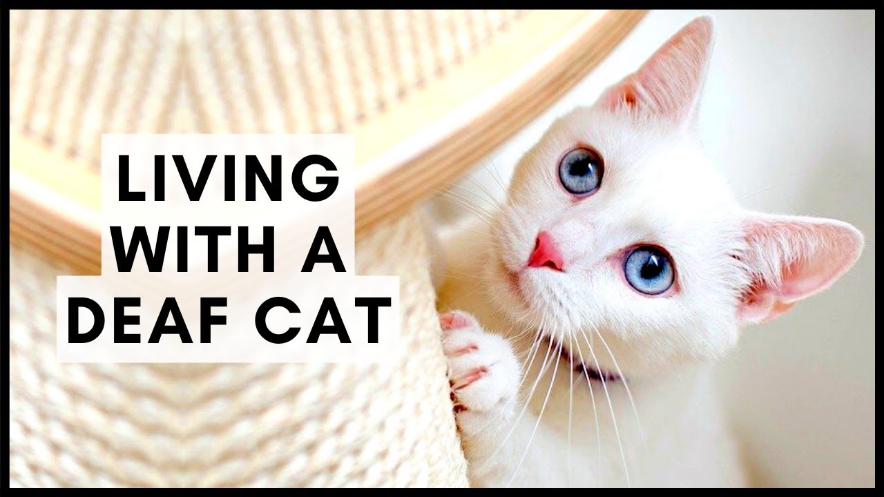 Living with a Deaf Cat