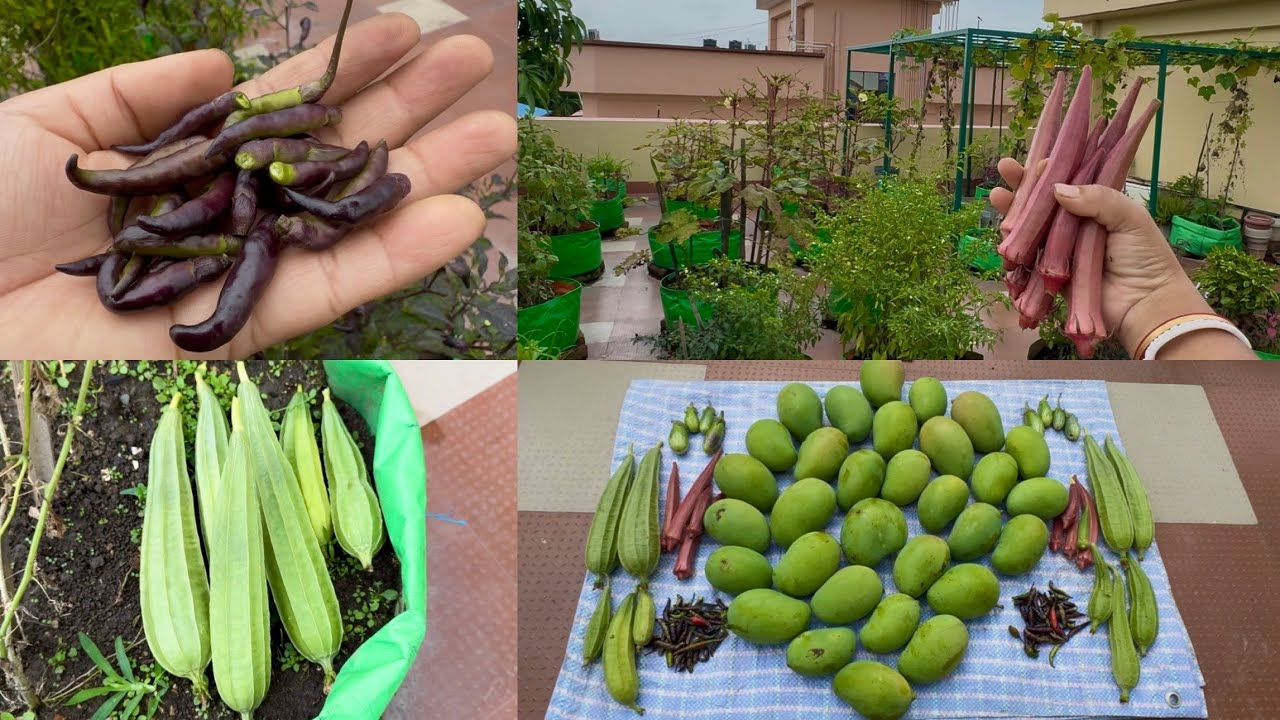Harvesting Organic Veggies And Fruits From My Terrace Garden