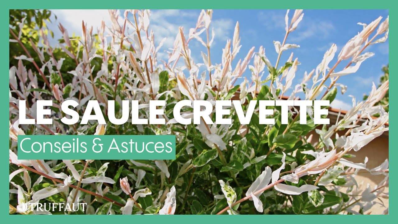 Cultiver un saule crevette - Truffaut