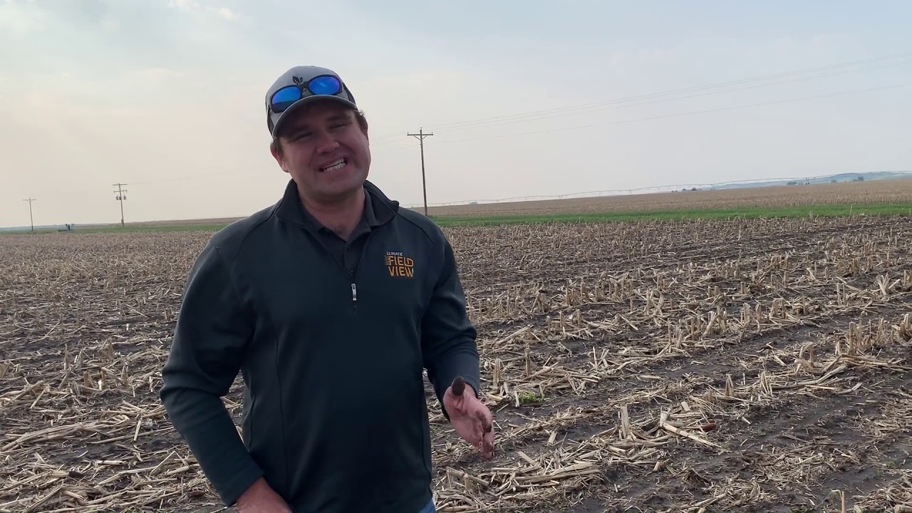 Hail damage on emerging soybeans